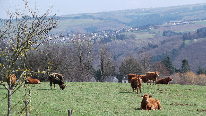 25775321460_d21c271461_c